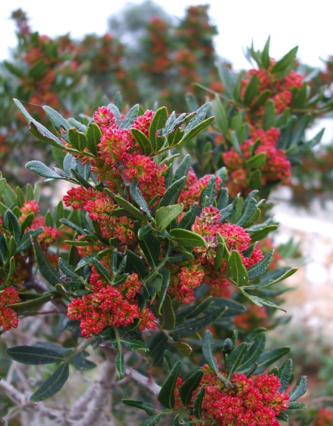 pistacia_lentiscus_fiore pistacia_lentiscus_fiore_lentisco