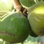 fico_rosa_salento