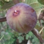 fico_torre_dell_orso