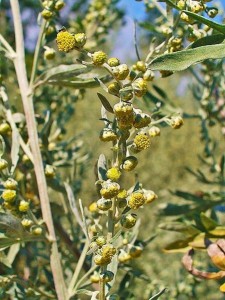 449px-Artemisia_absinthium_0002