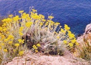 Helichrysum italicum, Asteraceae.