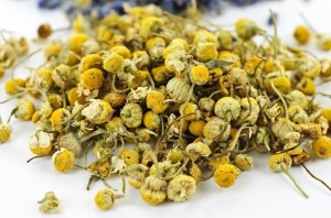 Capolini di elicriso secchi