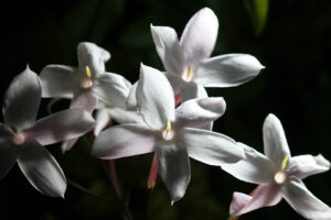 Jasminum Polyanthum 